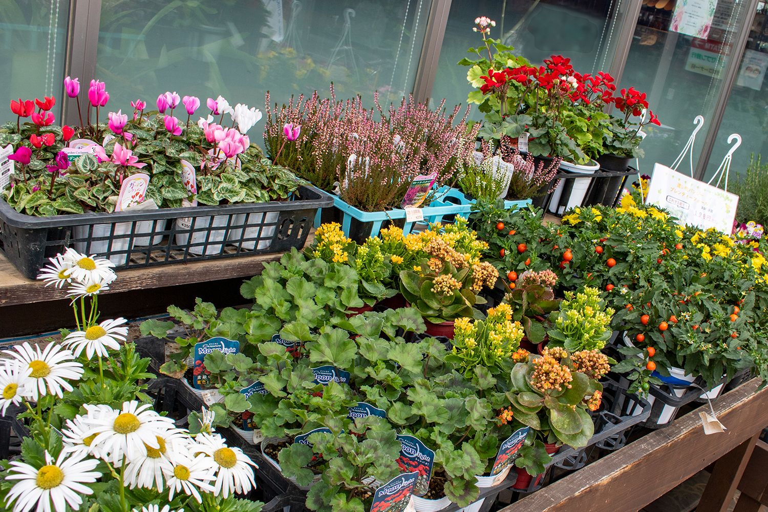 花卉類も季節ごとに様々な種類が購入できます